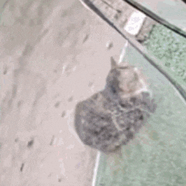 a bird is sitting on a glass surface .