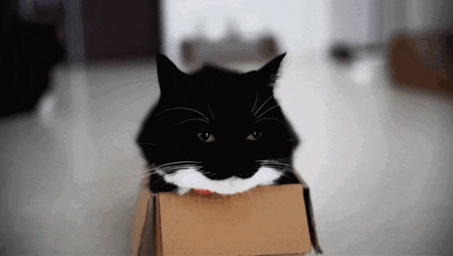Minuet Cat Unicouniuni GIF - Minuet Cat Unicouniuni Cat Meme GIFs