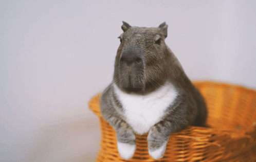 Kitty Plus GIF - Kitty Plus Capybara GIFs