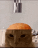 a close up of a cat 's face with an orange on top of it .