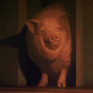 Fat Pig GIF - Fat Pig GIFs