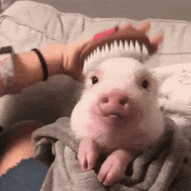 a person is brushing a pig 's hair with a pink brush .