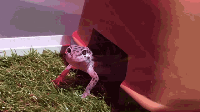 a leopard gecko is standing in the grass near a red container