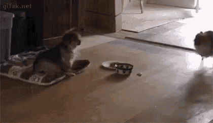 two dogs are standing next to each other on a wooden floor .