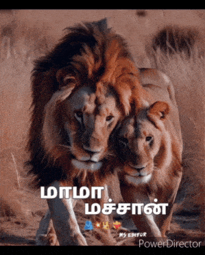 a couple of lions standing next to each other with a caption that says " power director "