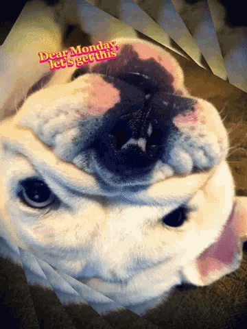 Mondays Bulldog GIF - Mondays Bulldog Cute Puppy GIFs