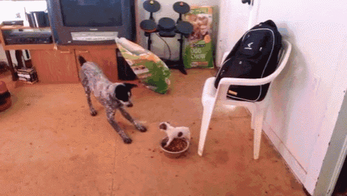 Defend The Homeland! GIF - Puppy Dog Scared GIFs