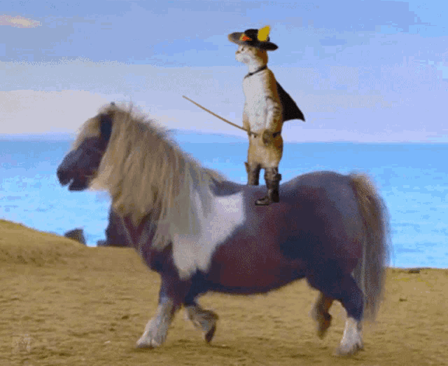 a cat is riding on the back of a brown and white pony