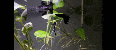 a fish tank with lots of plants and a black fish