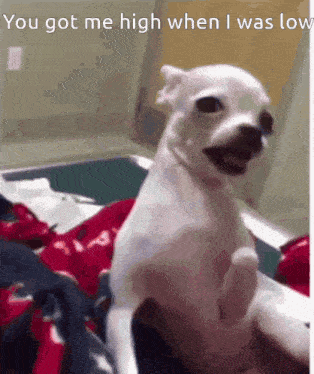a small white dog is sitting on a bed with the words " you got me high when i was low " on the bottom