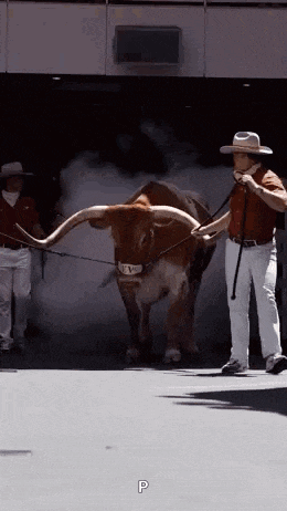 a man in a cowboy hat is walking a longhorn bull .