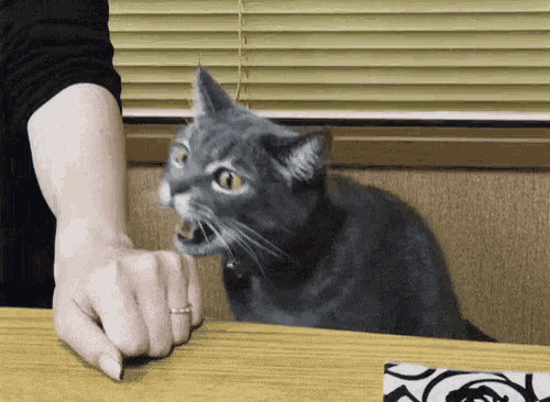 Bute Cat GIF - Bute Cat Tap GIFs