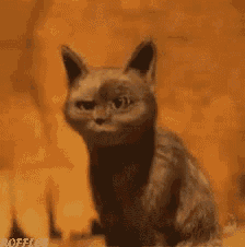 a black cat is sitting on a table with its mouth open and looking at the camera .
