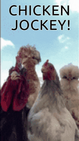 three chickens are standing next to each other with the words chicken jockey above them