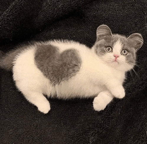 a gray and white cat with a heart on its back .