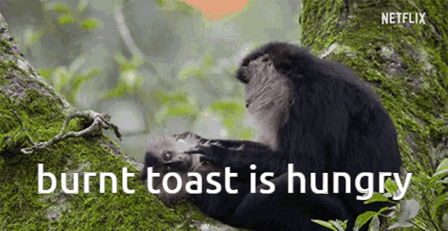 Burnt Toast Monkey GIF