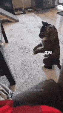 a cat is standing on its hind legs in a living room and looking at the camera .