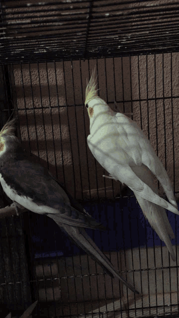 two birds are in a cage and one is white and the other is black
