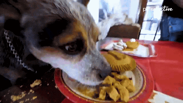 Eating The Pet Collective GIF