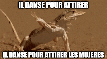 a lizard is dancing in the sand with the words `` il danse pour attire '' written on it .