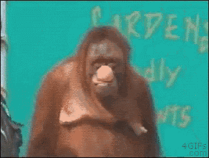 Monkey Primate GIF - Monkey Primate Gorilla GIFs