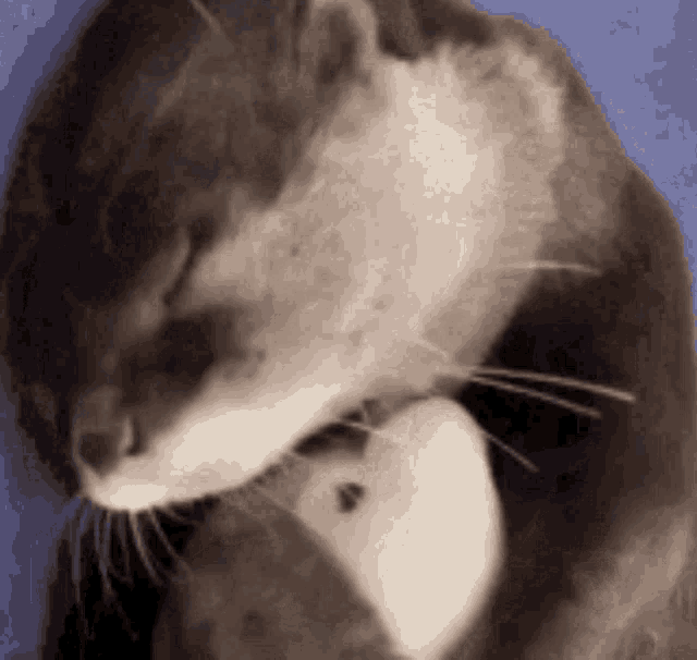 a close up of a cat holding a white mouse