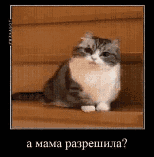 a cat is sitting on a set of stairs with the words " a mama razpehila " on the bottom
