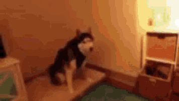 a husky dog is sitting on a couch in a room .