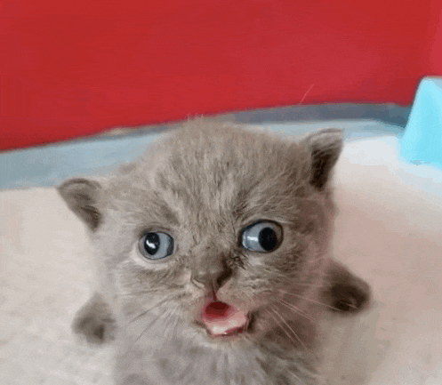 a gray kitten with its mouth open looks at the camera .
