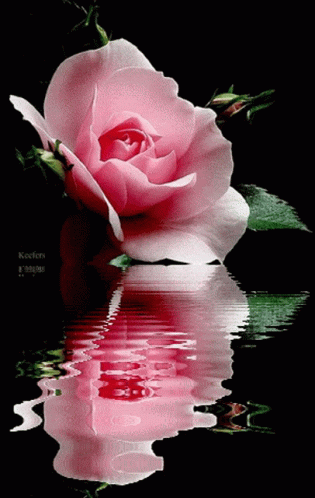 Flower Pink GIF - Flower Pink Water GIFs