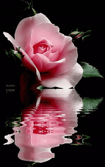 a pink rose is reflected in the water and the name keefer is on the bottom