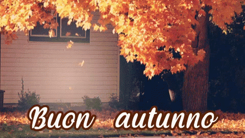 Ottobre Autunno Felice Autunno Buon Autunno Albero Foglie GIF - October Autumn Happy Autumn GIFs