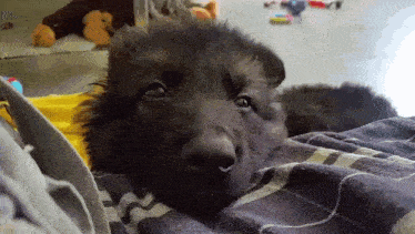 a black german shepherd puppy is laying on a plaid blanket .
