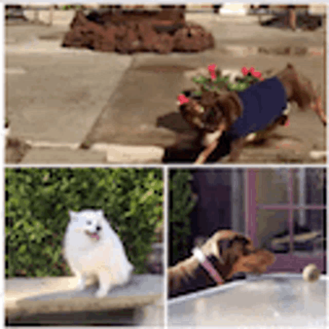 a collage of four pictures of dogs including one wearing a blue shirt
