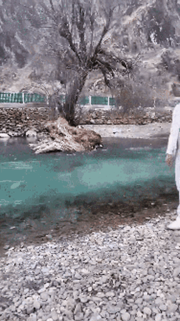 a person standing on a rocky beach next to a river with a tree in the background