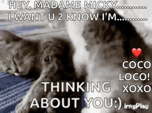 a couple of cats laying next to each other with the words hey madame micky i want u 2 know i m