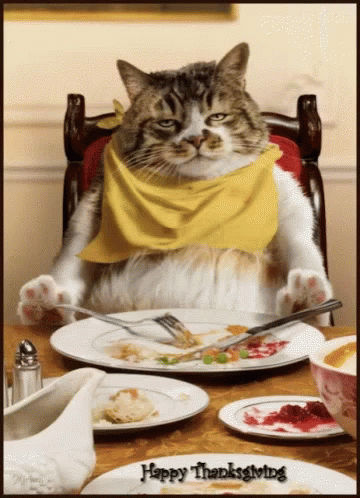 Cat Thanksgiving GIF - Cat Thanksgiving GIFs