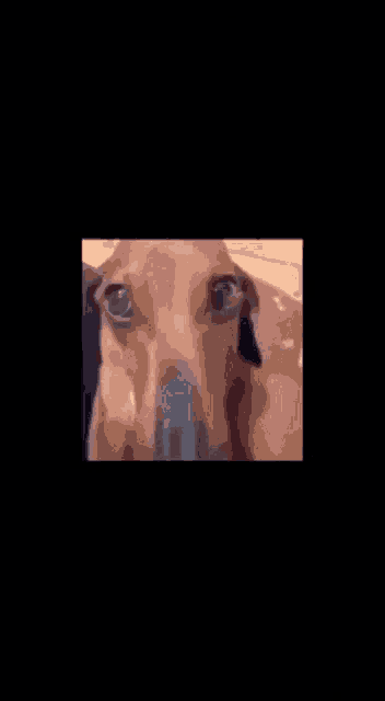 a close up of a dog 's face with a blue nose looking at the camera .