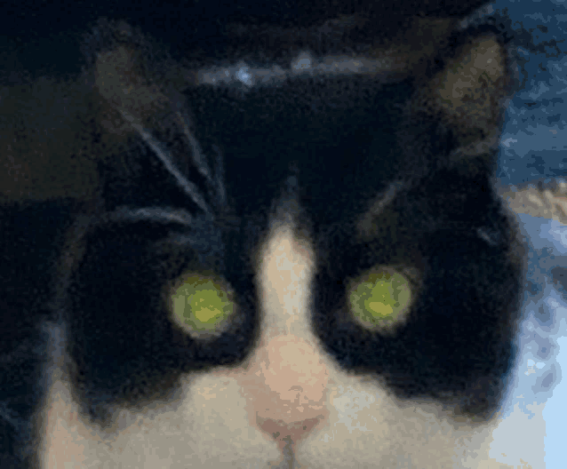 a close up of a black and white cat with green eyes looking at the camera .