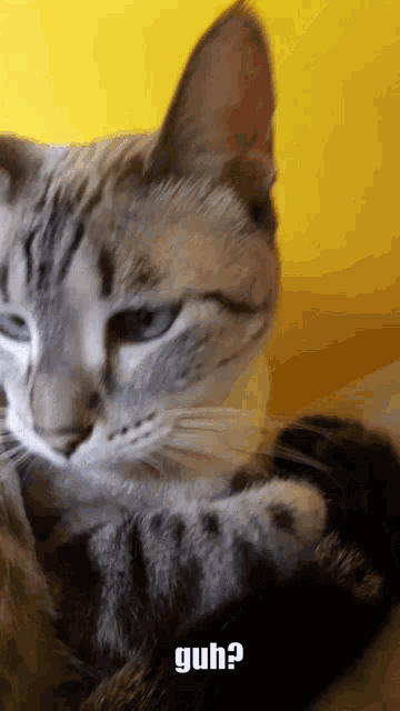 a close up of a cat with a yellow background and the word guh on the bottom
