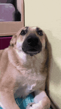 a dog laying on a blue blanket with a purple dresser in the background