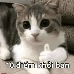 a cat is giving a thumbs up with a condom in its paw .
