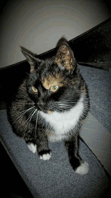 a calico cat with green eyes is sitting on a staircase