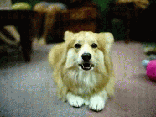 Dog Posing GIF - Dog Posing Corgiaday GIFs