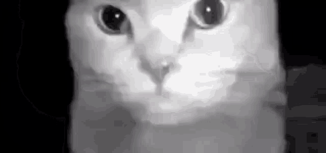 a black and white photo of a cat 's face .
