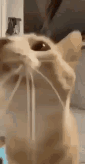 a close up of a cat 's face with a straw sticking out of it 's mouth .
