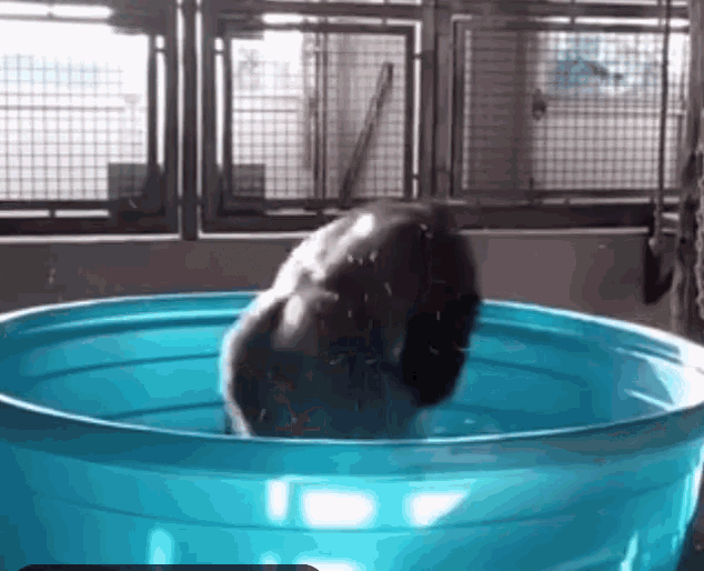 Gorilla Pool GIF - Gorilla Pool GIFs