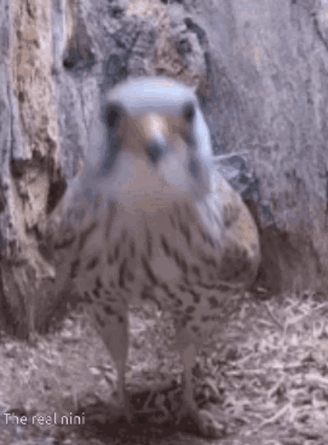 a close up of a bird with the words the real nini in the corner