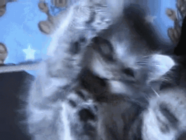 Close-up GIF - Cats Kittens Cute GIFs