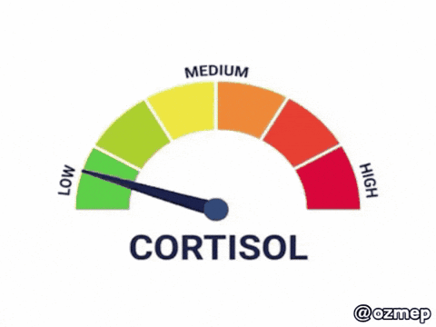 a speedometer with the word cortisol in the middle